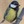 runoobird
